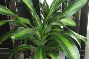 這些綠植美觀又環(huán)保，你造嗎？