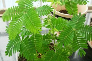 室內裝飾這些綠植不合適，你掉坑了沒？